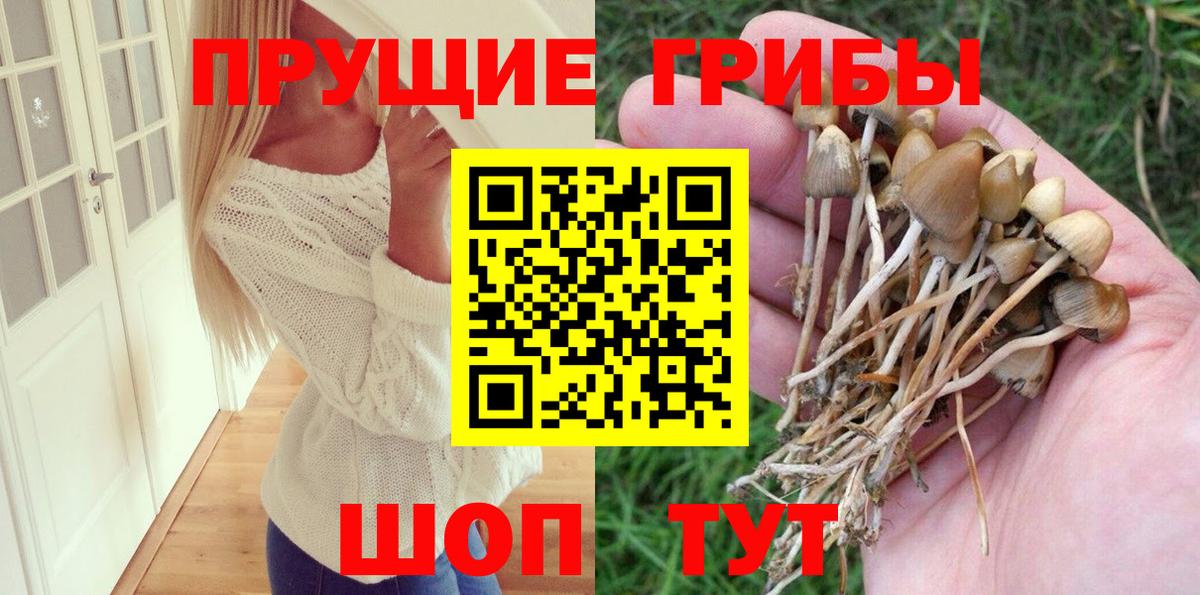 Псилоцибиновые грибы Psilocybe Кулебаки